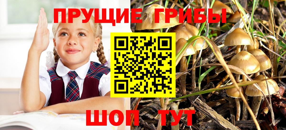 Псилоцибиновые грибы Psilocybe Красногорск